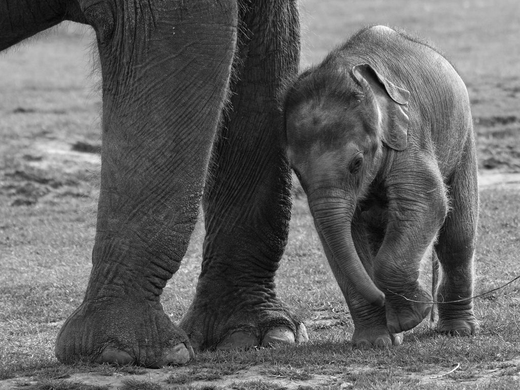 baby elephant